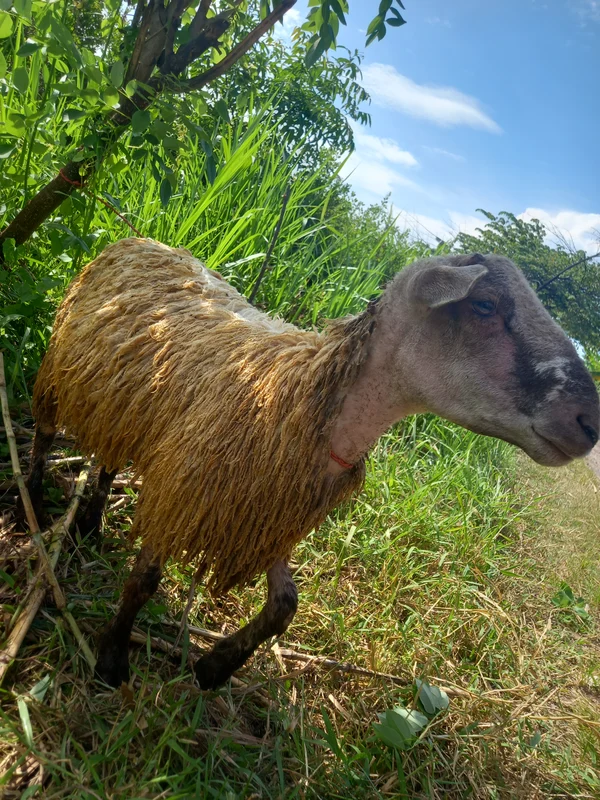 Ramos