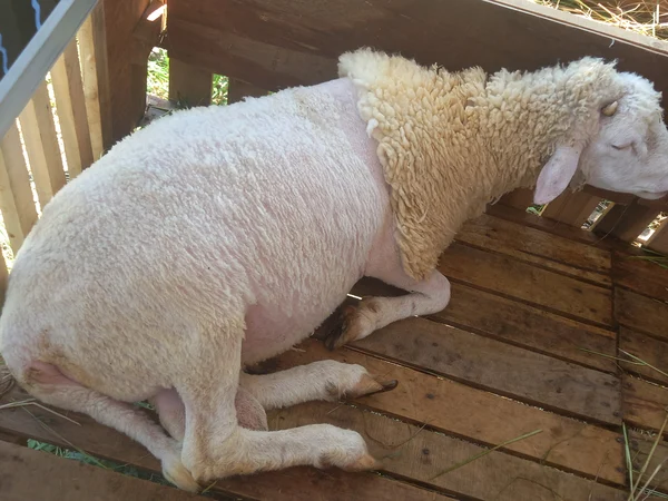 Texel X merino (Sapi)